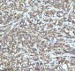 Anti-TRIM25 Monoclonal Antibody